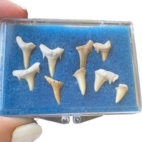 Sharks Teeth Fossils - Picture 5 of 6